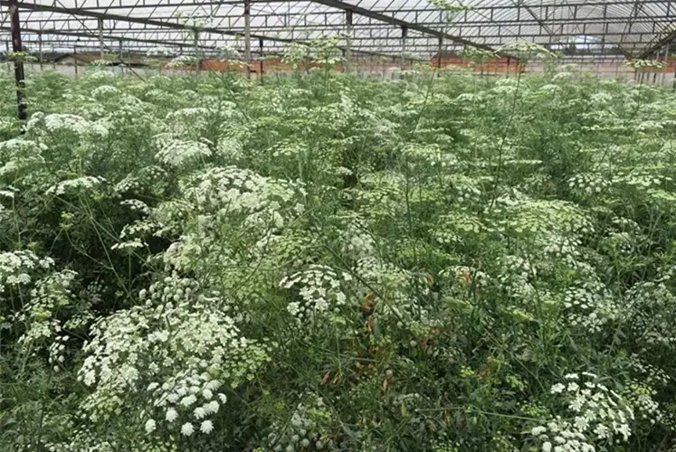 psb (1)_副本