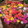 Semillas de Girasol de Doble Pétalo Florecen Todo el Año, Fáciles de Cultivar, Adecuadas para Jardines de Patio, Plantas en Maceta para Balcón, Semillas de Color Mixto para Uso en Interiores y Exteriores