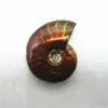 Fóssil de Concha Manchada Natural Concha Fóssil Antigo Espécime Mineral Pedra Bruta Ornamental