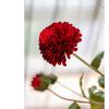 Punto Planta Artificial Flor Individual Dalia Crisantemo Guanyin Boda Hogar Adornos Flor Falsa Artificial 2 Dalias