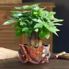 Árbol del Dinero en Maceta Planta de Interior para Atraer Riqueza, Sala de Estar, Escritorio de Oficina Planta Verde, Fácil de Cuidar para Personas Perezosas en Todas las Estaciones