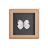 Conjunto de Presente com Espécimes de Borboletas Reais, incluindo Borboleta Cauda de Andorinha de Olhos Azuis, Decoração 3D para Mulheres, Presente para Amigos, Material Didático, Porta-Retrato
