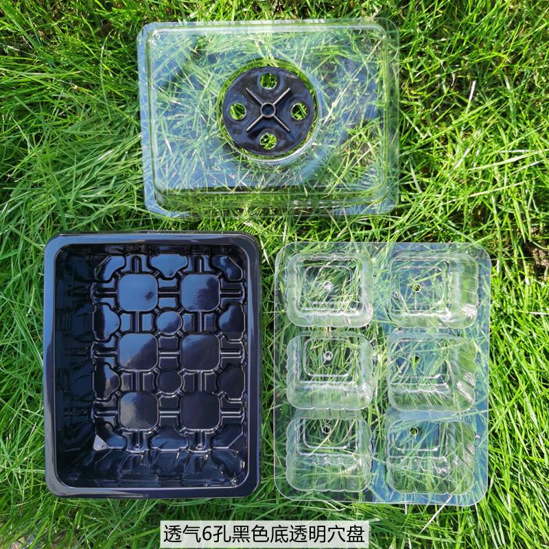 透气6孔黑色底透明穴盘