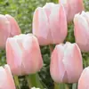 Planta de Tulipa Hidropônica em Vaso Pacote Grande de Bulbos Floridos Flores Bulbosas Resistentes ao Frio de Varanda de Inverno Venda Direta do Fabricante