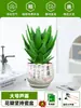 Ciudad sin Noche Planta de Aloe Vera en Maceta Planta Verde Purificadora de Aire de Interior Suculenta para Escritorio de Oficina Flor de Cuatro Estaciones Cactus Plántula de Aloe Vera