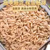 Avena Pura Premium Tienda Oficial Insignia Sabor Original Genuino Grano Nuevo 2026 Grano Entero Bajo en Azúcar con Germen Completo