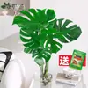 Las Plantas Hidropónicas Ave del Paraíso Son Fáciles de Cultivar y Viven en Todas las Estaciones. Sala de Estar Planta Verde Plantas en Maceta en la Oficina Escritorio Florales Strelitzia Reginae