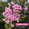 Ramas de Flor de Cerezo Árbol de Flor de Cerezo Decoración de Boda Flor de Durazno Flor de Pera Sala de Estar Techo de Piso a Techo Flor Artificial Enredadera Pared Simulación Flor de Cerezo