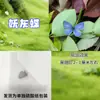 Especímenes de Mariposas Reales para Práctica, Mariposas Originales con Alas Sin Abrir, Materiales DIY para Espécimenes de Insectos, Mariposas Monarca, Insectos Originales, Mariposas Cola de Golondrina