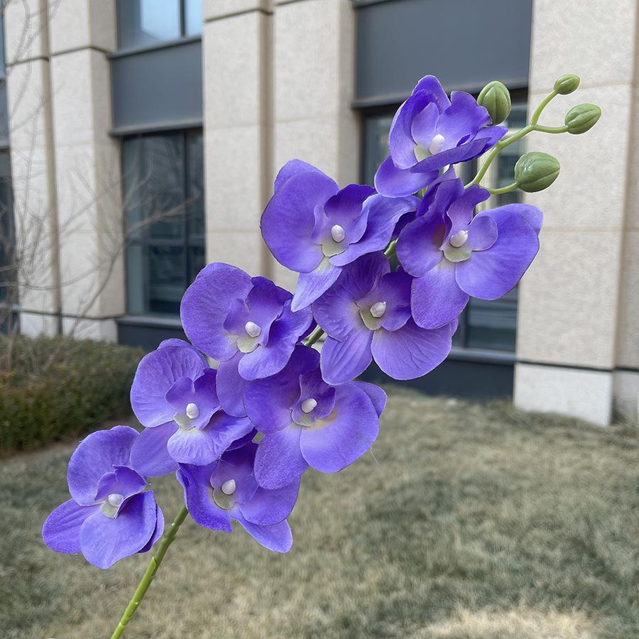 9头平价蝴蝶兰 紫蓝.JPG