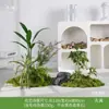 Musgo Sintético Decoración Suave para Interiores Conjunto de Micro Paisaje Combinación Exhibición en Ventana Pasillo Musgo Artificial Plantas Verdes Arreglo de Paisajismo Decoración