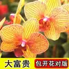 Plántulas de orquídea Phalaenopsis en macetas, plantas de floración de cuatro estaciones con floraciones continuas, plantas verdes de interior fáciles de cuidar