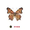 Especímenes Tridimensionales de Mariposas e Insectos Reales para la Educación Científica Infantil en Jardines de Infancia, con Alas Extendidas, Diseño de Estilo Fotográfico 1