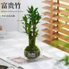 Planta verde em formato de bola de musgo para mesa de escritório interna, plantas hidropônicas pequenas em vasos, fácil de cuidar, micro paisagem inspirada em Zen para decoração de mesa de centro