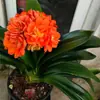 Planta de Clivia Premium en Maceta con Capullos de Flor, Planta de Interior Fácil de Cuidar, Plántulas de Orquídea de Cuatro Estaciones, Diez Flores Valiosas para la Sala de Estar