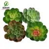 Simulación planta suculenta súper grande tamaño pequeño suculenta bonsái planta verde flor de plástico en maceta micro paisaje con pared vegetal