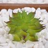 Venta al por mayor Mini Planta Suculenta Cabeza de Flor Artificial Pequeños Accesorios para Arreglos Florales Suculenta Falsa Flor de Plástico Planta Decorativa Planta en Maceta