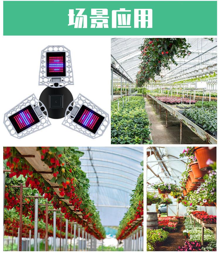 全光谱-植物灯-(阿里巴巴)(红蓝光)详情页_12.jpg