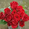 Plántulas de Rosa Gypsophila Ultra Finas, Plántulas de Rosas Florecientes, Florales de Maceta de Cuatro Estaciones, Plantas Trepadoras, Rosales y Plantas Verdes