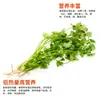 AD condimento en polvo de cilantro deshidratado bolsa cilantro fideos instantáneos fideos instantáneos ingredientes para sopa salteada polvo de cilantro añadir