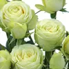 Rosas Trepadoras de 1.5 m con Aroma Fuerte, Plantas Trepadoras para el Jardín, Rosas en Maceta de Floración Multitemporada que Florecen Todo el Año