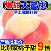 Pêssegos Crocantes Recém-Colhidos para Grávidas, Pêssegos Fruta da Estação, Pêssegos Autênticos, Frutas Grandes Frescas no Atacado
