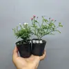 Rosa Japonesa com Botões Planta Verde Envasada para Floração o Ano Todo em Peitoril de Janela ou Varanda