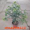Jiumu Xiang de Vaso, Bonsai de Jiumu Xiang, Planta Verde Purificadora de Ar para Interior, Varanda, Escritório, Planta Repelente de Mosquitos