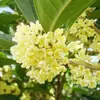 Plántulas de Osmanthus, Árboles Grandes, Osmanthus Todo el Año, Osmanthus Dorado, Plantas en Maceta de Osmanthus Rojo Número Uno, Plantación en Suelo de Patio Exterior, Árboles Preciosos, Fáciles de Cultivar