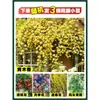 Plántulas de Flores Leñosas Amarillas, Enredaderas Trepadoras, Plántulas Leñosas Doble Rojo y Blanco, Rosas, Florales de Floración Cuatro Estaciones, Plantas en Maceta para Balcón y Patio