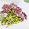 Spiraea con Ramas Flor Seca Estampada Narciso Gota de Pegamento Funda para Teléfono Móvil Marco de Fotos Pegatinas para Uñas Pintura Flor Deflector Espécimen de Planta