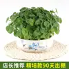 La Hierba de Dinero de Cobre es una planta hidropónica, adecuada para cultivo en maceta en interiores y exteriores, con hojas grandes y retoños de raíz fáciles de cultivar, lo que la convierte en una planta verde simple y fácil de cuidar.