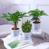 Rabanete Verde Hidropônico Planta Verde Vaso Interno Árvore do Dinheiro Bambu da Sorte Rabanete Verde Hortelã Suculenta Flores Purificam o Ar
