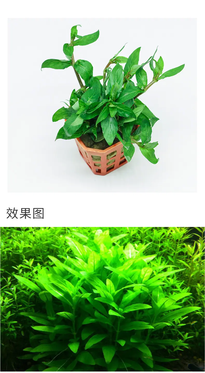 叉柱花（杯）_04