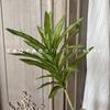 Lírio Bambu Phnom Penh com Toque de Mão Simulado Planta Verde Decoração de Sala de Estar Bambu da Riqueza Decoração de Casa Flor Artificial Atacado