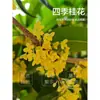 Plántulas de Osmanthus, Plantas de Osmanthus de Cuatro Estaciones en Maceta, Plantas de Flores Fragantes Comestibles y Florecientes para Interiores, Balcones, Patios