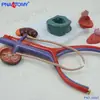 Vejiga Humana Riñón Uretral Uretral Uretral Sistema Genital Animal Vena Anatomía Modelo Urinario