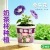 Maceteros Creativos para Niños para Cultivar Plántulas de Pitahaya, Adornos de Escritorio para Estudiantes, Regalos de Regreso a Clases, Macetas Pequeñas