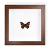 Ejemplar Raro de Mariposa Azul Enmarcado, un Precioso Ejemplar de Insecto, Regalo de Cumpleaños para Mujeres