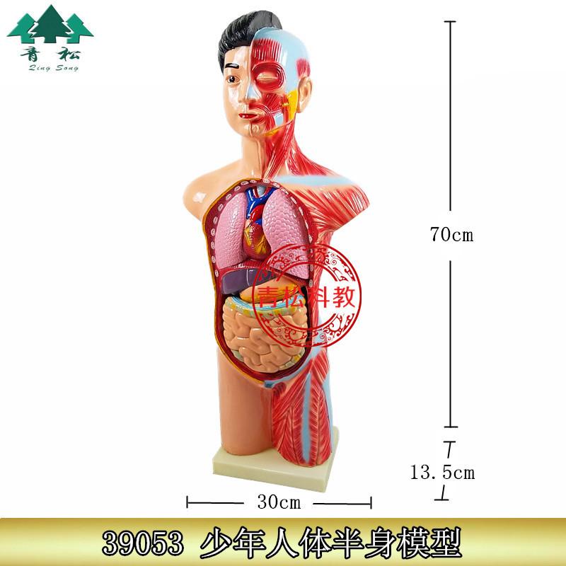 70cm人体半身模型 _副本