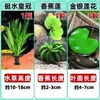 Cuenco de Loto de una Hoja Flor Acuática de Loto Planta Hidropónica Balcón Interior Floración Cuatro Estaciones Acuario con Maceta Loto Flotante