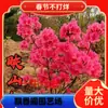 Azaleia Mudas Azaleia Envasada Plantio no Solo Varanda Pátio Ornamental Azaleia Vermelha Mudas Azaleia de Época Dupla Plantas de Flores
