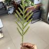 Planta de simulação de fornecimento transfronteiriço Acessórios de decoração de árvore de Natal Guirlanda de Natal Agulhas de pinheiro Folhas de borracha macia DIY