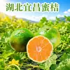 Tangerinas Mel de Hubei Yichang, dropshipping disponível, 3/5 libras, 60-65mm, caixa inteira de frutas cítricas frescas, produtos agrícolas comestíveis