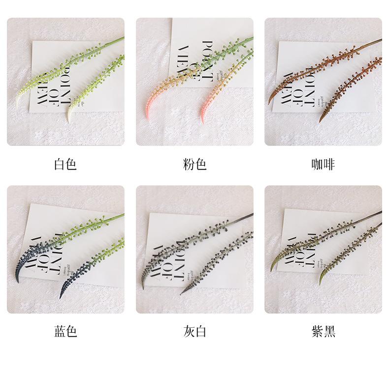 斯哥马尾草_04.jpg