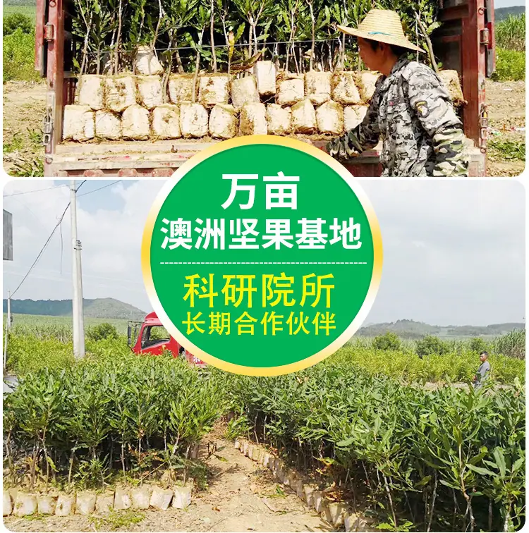 育苗袋详情页_07