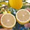 Limón Amarillo Fragante Auténtico de Guangdong, Fruta Fresca de Temporada para Preparar Bebidas, Limones Seleccionados de Piel Delgada, No Limones Amarillos de Sichuan