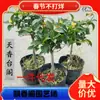 Dropshipping Tianxiang Taige Osmanthus Mudas Bonsai Enxertadas em Vasos Pilha Velha Toco de Árvore Nativa Fragrância Forte Florescendo Dourado em Todas as Estações