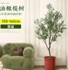 Planta de olivo en maceta para sala de estar interior, esquejes reales, planta grande en maceta, fácil de cuidar, adecuada para inauguración de casa y mudanza