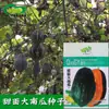 Sementes de Abóbora Grande com Rosto Doce Horta de Fazenda Trepadeira Polpa Grossa Polpa Laranja-Vermelha Sementes de Abóbora Doce com Rosto Delicado